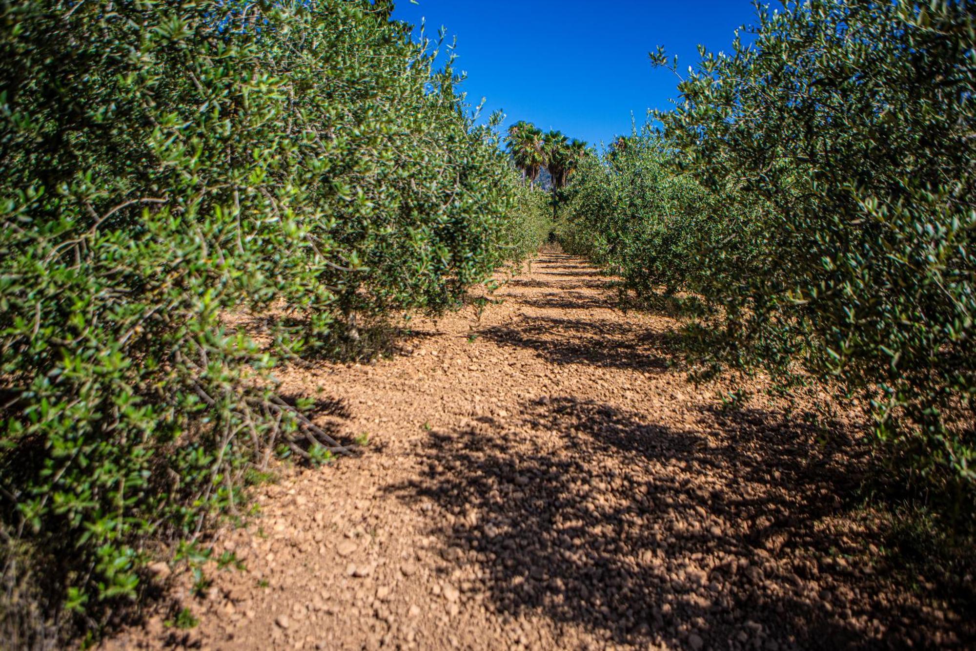 Son Ribes Villa Alaro Bagian luar foto